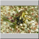 Tenthredo notha - Blattwespe w02.jpg